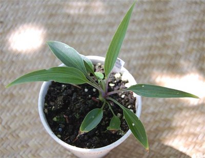 2014 Theo's Blue seedling_0002.jpg