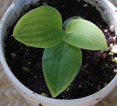 2014 Theo's Blue seedling_0003.jpg