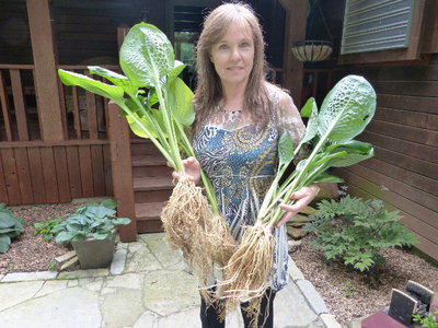 Wow - look at the size of these hostas and their root systems.