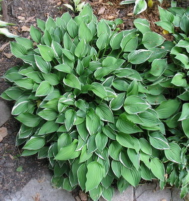 A single large plant which is in front of my house. This particular plant will probably stay, but the others with it will be removed.