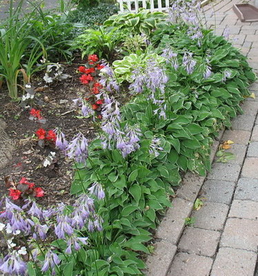 The border along my driveway.