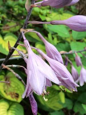 dark-edged flower seedling - August 21, 2014