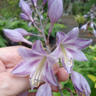 AW dark-edged flower seedling (AWS 13 E) - August 22, 2014