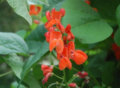 Scarlet Runner Beans.jpg