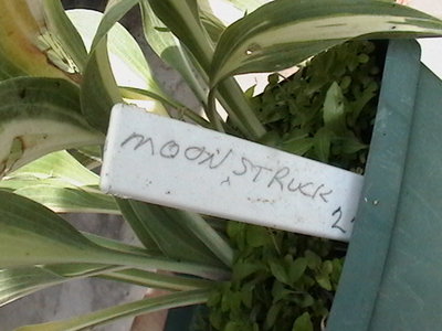 Moonstruck - May 27, 2010