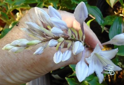 Hosoba Iwa seedling - September 4, 2014