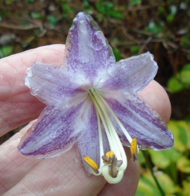 Dark-edged Flower AWS 13 E-1 - September 5, 2014