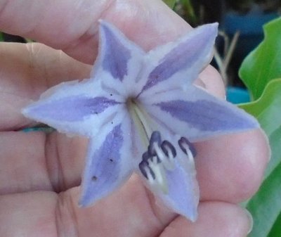 longipes latifolia - September 8, 2014