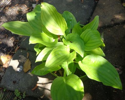 tsushimensis P.M. Stripe - May 31, 2013