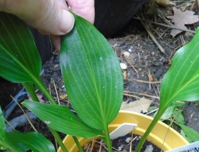 tsushimensis thin leaf - October 21, 2014