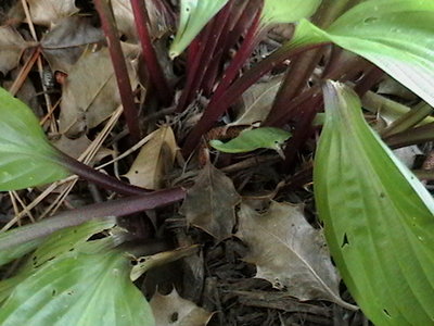 Beet Salad - June 21, 2010