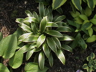 rectifolia 'Nakai' - May 26, 2011