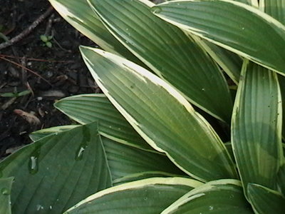 rectifolia 'Nakai' - May 27, 2011