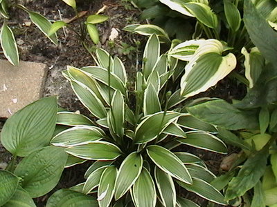 rectifolia 'Nakai' - July 19, 2011