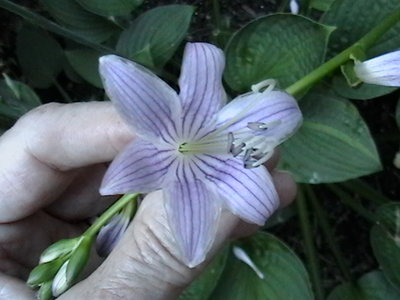 rectifolia 'Nakai' - July 27, 2011