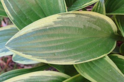 rectifolia Nakai - April 29, 2012