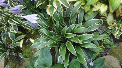 rectifolia Nakai - August 8, 2012