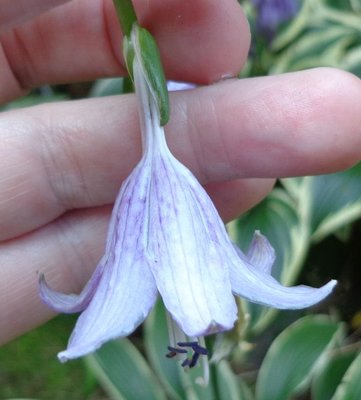 rectifolia Nakai - August 12, 2013