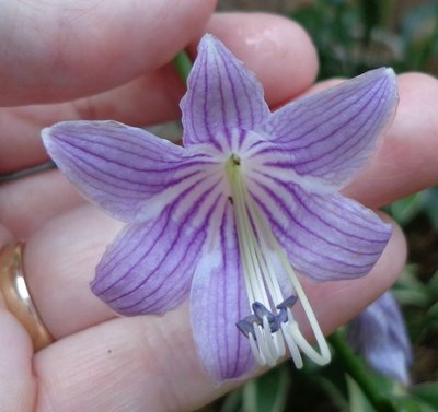 rectifolia Nakai - August 12, 2013