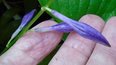 Purple Lady Finger - September 5, 2014