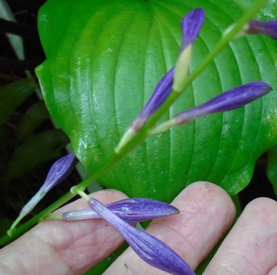 Purple Lady Finger - September 5, 2014