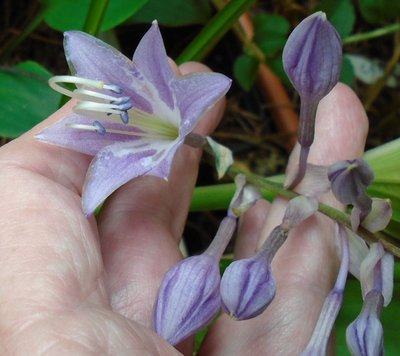 longipes hypoglauca - September 9, 2014