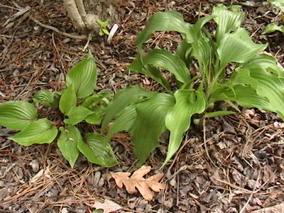 Tatsumaki on the right - April 25, 2012