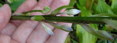 tardiflora - September 13, 2013