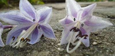 longipes latifolia &amp; rupifraga - September 22, 2014