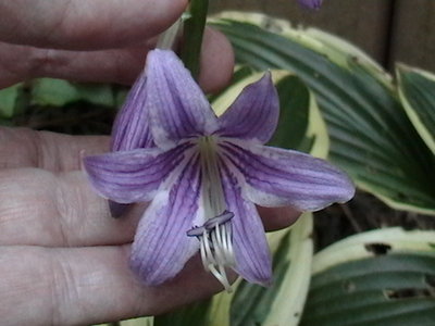 rectifolia 'Nishiki' - July 22, 2011