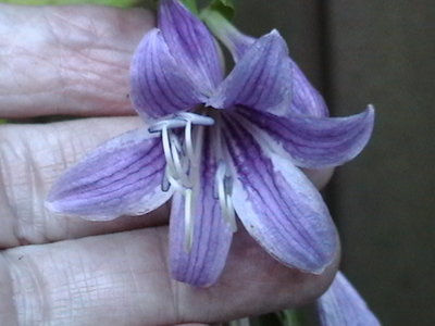 rectifolia 'Nishiki' - July 27, 2011