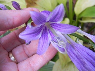 rectifolia 'Nishiki' - July 27, 2011