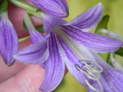 rectifolia 'Nishiki' - July 28, 2011