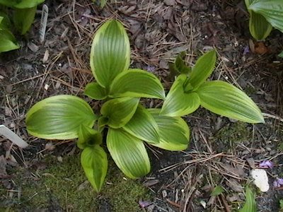 rectifolia 'Nishiki' - April 13, 2012