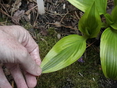 rectifolia 'Nishiki' - April 13, 2012