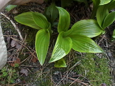 rectifolia 'Nishiki' - April 13, 2012