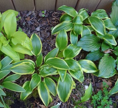 rectifolia 'Nishiki' - April 29, 2012