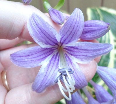 rectifolia 'Nishiki' - August 12, 2013