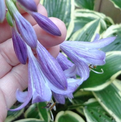 rectifolia 'Nishiki' - August 12, 2013