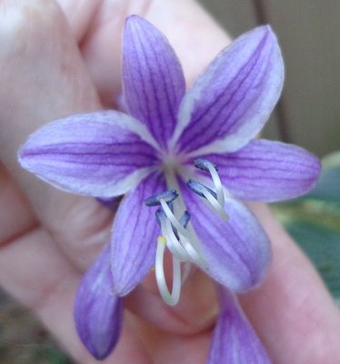 rectifolia 'Nishiki' - August 24, 2013