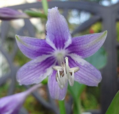 Temple Bells - August 2, 2012