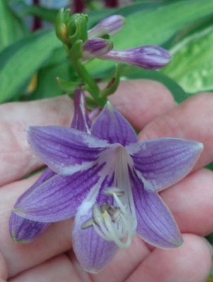 Temple Bells - August 23, 2014