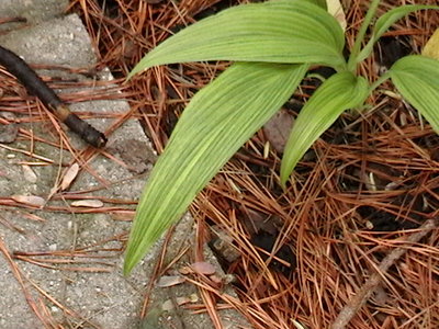 Hyuga Urajiro - April 23, 2012