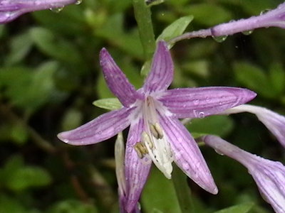 Lily Pad - August 18, 2011