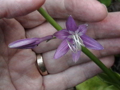 Lily Pad - August 11, 2011