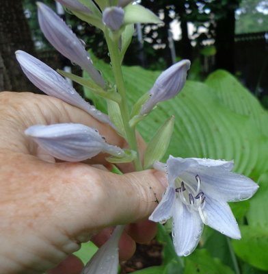 Babbling Brook - July 10, 2013