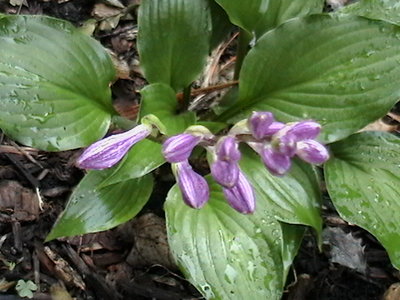 Purple Bouquet - June 19, 2011