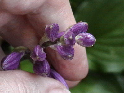 Purple Bouquet - June 19, 2011