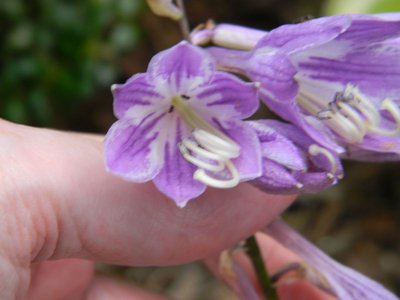 Purple Bouquet - June 27, 2011