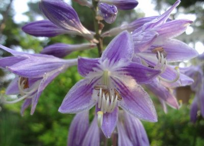 Purple Bouquet - July 5, 2012